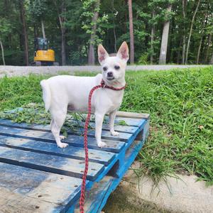 Chica, Chihuahua, Short Coat, adult, available for adoption