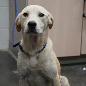 Duke, Mixed Breed (Medium), adult, available for adoption