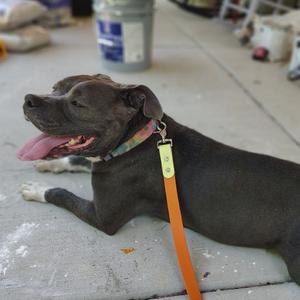 A black dog lying on a concrete surface with its tongue out, wearing a colorful collar and an orange leash.