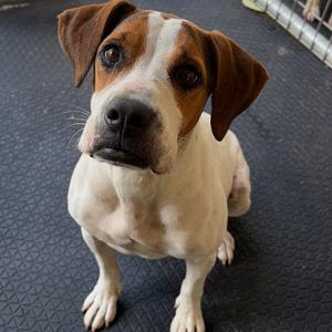 Dottie, Mixed Breed (Medium), senior, available for adoption