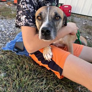 Chico, Terrier, adult, available for adoption