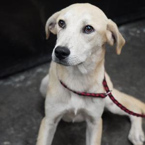 Daisy, Mixed Breed (Medium), adult, available for adoption