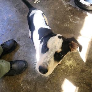 Bert, Cattle Dog, Australian (Blue Heeler), puppy, available for adoption