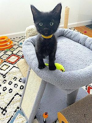 Blaze, kitten, available for adoption