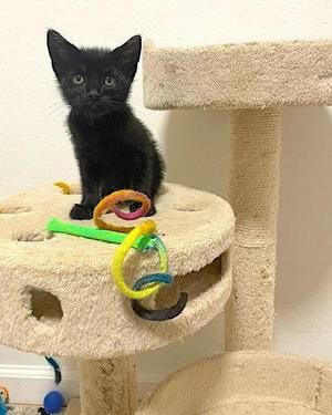 Flash, kitten, available for adoption