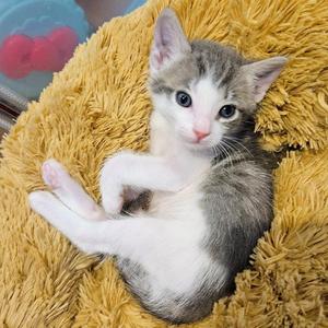 Elio, kitten, available for adoption