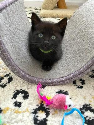Sparky, kitten, available for adoption