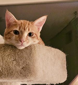LOKI - Bonded with Freya, kitten, available for adoption