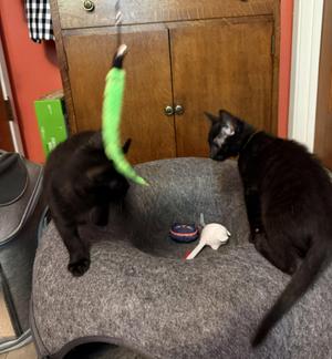 STAR - Bonded with Astro, kitten, available for adoption