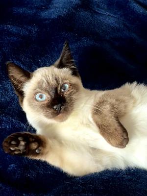 Alika, kitten, available for adoption