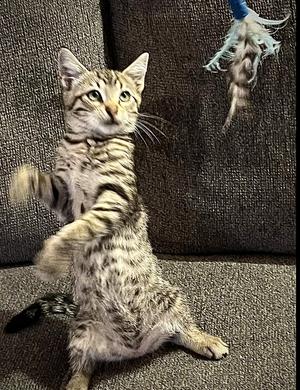Walter, kitten, available for adoption