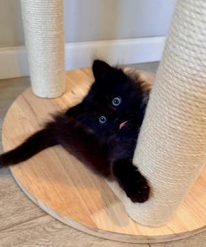 Lander - Bonded Laramie, kitten, available for adoption