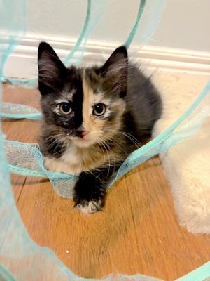 Mirage - Bonded with Rerun, kitten, available for adoption