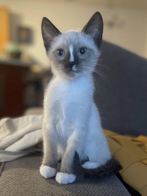 Rerun - Bonded with Mirage, kitten, available for adoption