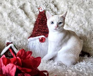 FREYA - Bonded with Loki, kitten, available for adoption