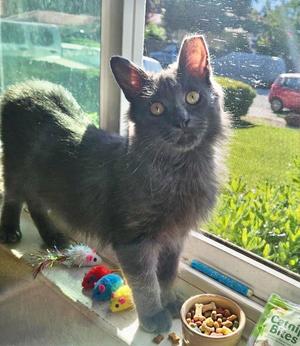 ARES, young, available for adoption
