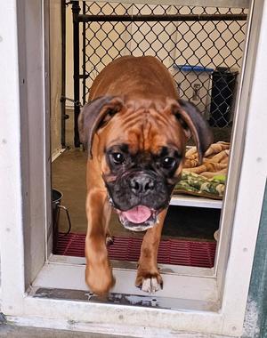 Bowser, Boxer, young, available for adoption