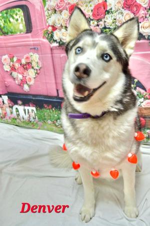 A husky dog with blue eyes and a purple collar, wearing a string of red heart-shaped decorations, sitting in front of a pink truck with floral decorations. The name "Denver" is written in red at the bottom left.