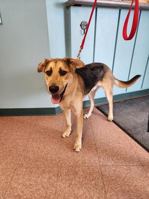 Mack, Mixed Breed, young, available for adoption