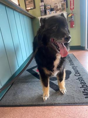 Gus, Mixed Breed, adult, available for adoption