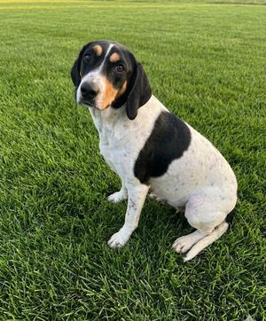 Lily, Treeing Walker Coonhound, young, available for adoption