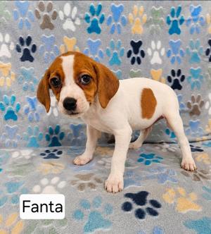 Fanta, Treeing Walker Coonhound, puppy, available for adoption