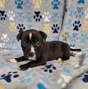 Parfait, Mixed Breed, puppy, available for adoption