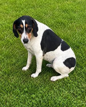 Juno, Hound, adult, available for adoption