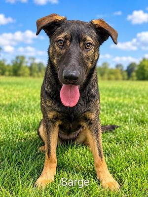 Sarge, German Shepherd Dog, young, available for adoption