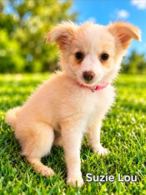 Suzie Lou, Mixed Breed, puppy, available for adoption