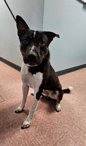 Collin, Shepherd / Mixed Breed, young, available for adoption