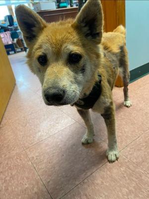 Simba, Shiba Inu / Mixed Breed, adult, available for adoption
