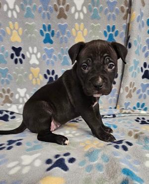 Meringue, Mixed Breed, puppy, available for adoption