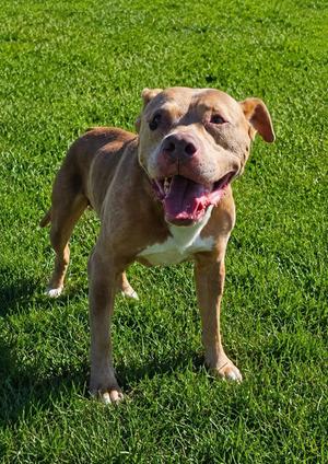 Rocky, Pit Bull Terrier, adult, available for adoption