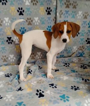 Pepsi, Treeing Walker Coonhound, puppy, available for adoption