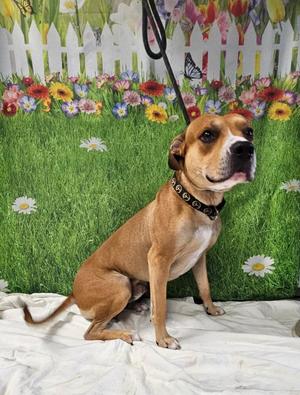 Oden, Pit Bull Terrier, adult, available for adoption