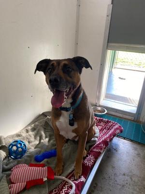 Bo, Mixed Breed, adult, available for adoption