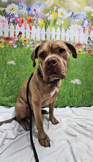 Hades, Boxer / Bullmastiff, adult, available for adoption