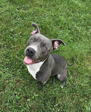 Juliet, Pit Bull Terrier / Mixed Breed, young, available for adoption