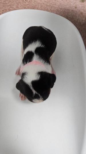 Coke, Treeing Walker Coonhound, puppy, available for adoption