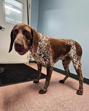 Ronald, German Shorthaired Pointer, adult, available for adoption