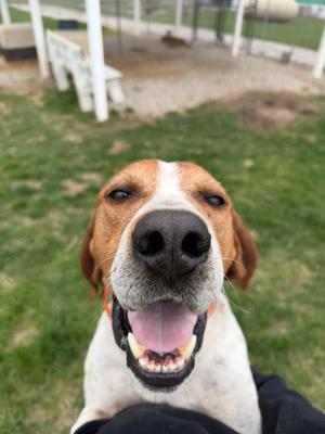 DUKE, Treeing Walker Coonhound, adult, available for adoption