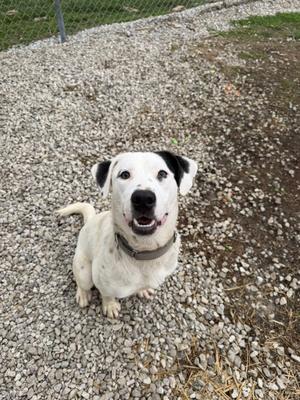 A white dog with black spots and ears sits on a gravelly surface, looking up with its mouth open.