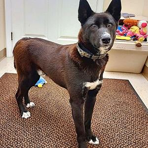 Skipper, Shiba Inu, young, available for adoption