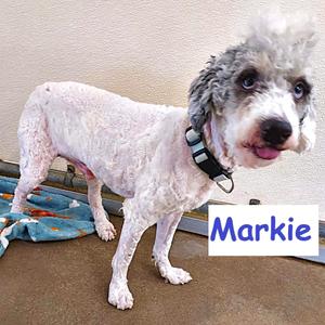 Markie, Poodle, young, available for adoption