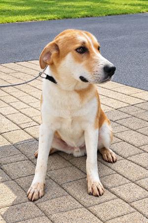 A light brown and white dog sitting on a paved surface, looking to the side.