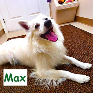 Max, American Eskimo Dog, young, available for adoption
