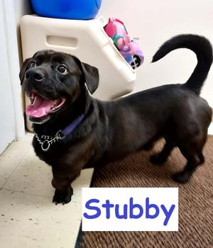 Stubby, Mixed Breed, young, available for adoption