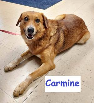 Carmine, Mixed Breed, adult, available for adoption