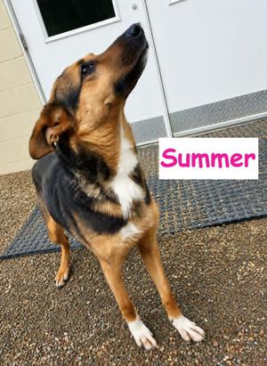 Summer, German Shepherd Dog, young, available for adoption